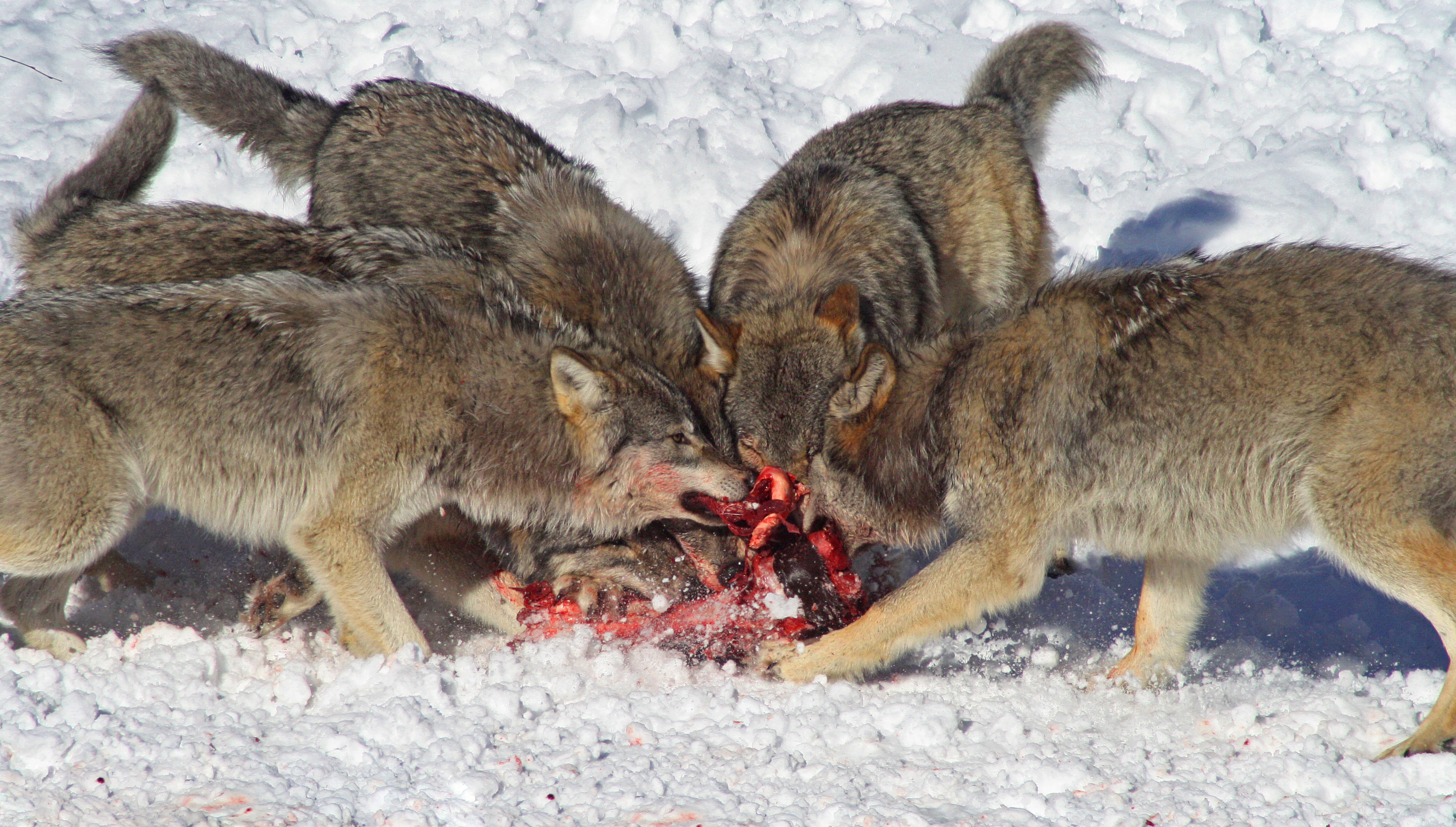 wolves-eating.jpg